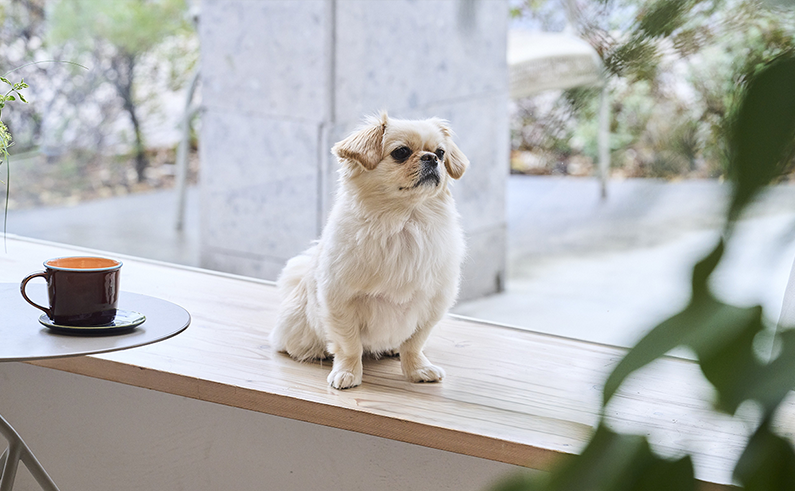 Products dog-cat
